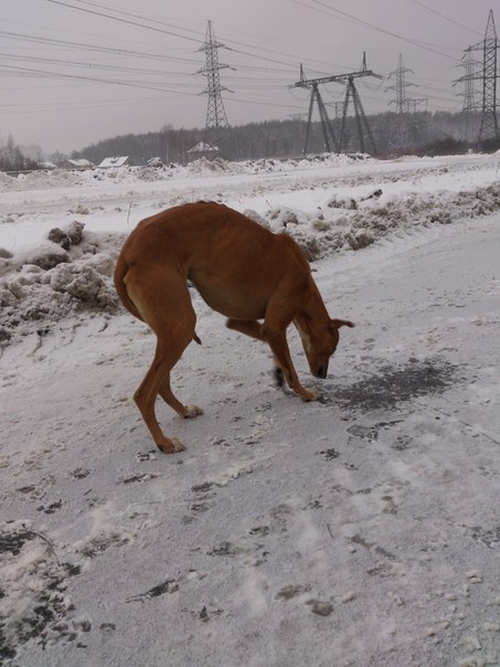 Sos!Убежал рыжий пес,породы борзой от выстрела!Москва,СолнцевоНАЙДЕН!!!! _6fh9u10