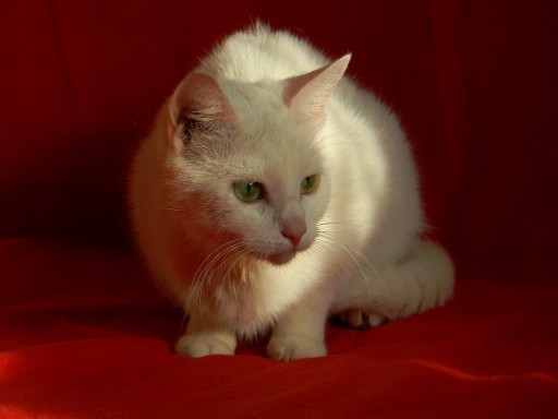 Кошечка белая с покладистым характером ищет дом,Москва,МОбл. V_394310
