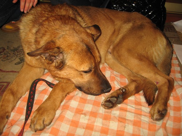 Солнцево был найден большой рыжий пес. Похож на метиса овчарки!Москва Vyo5lp11