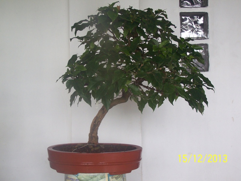My bonsais Bougai10