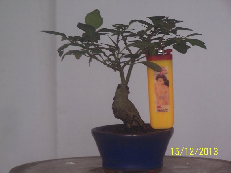 My bonsais G-meli10