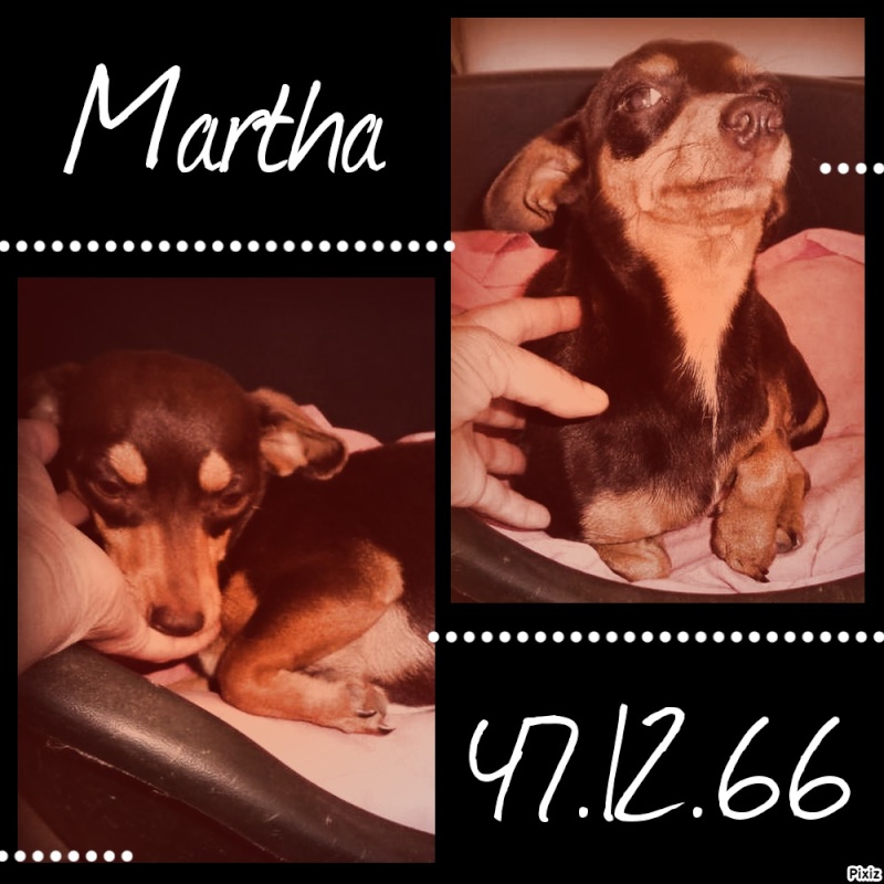 Martha chihuahua 10 mois (2kg) 671e9310