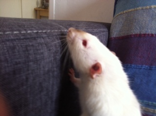 rat mâle de 8 mois à replacer Photo_10