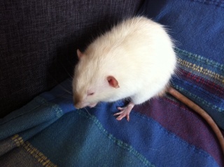 rat mâle de 8 mois à replacer Photo_11