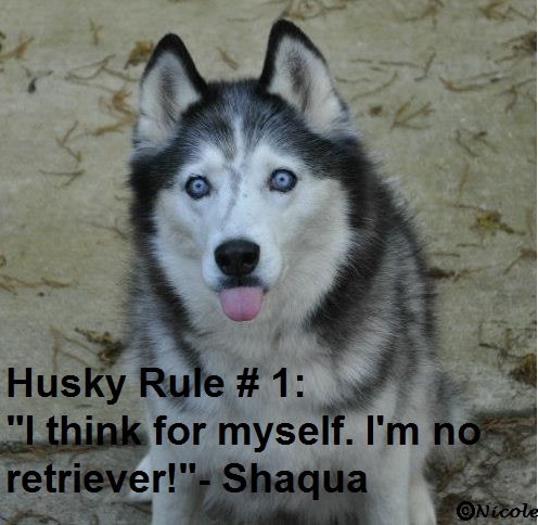 Husky Rules 1_inde10
