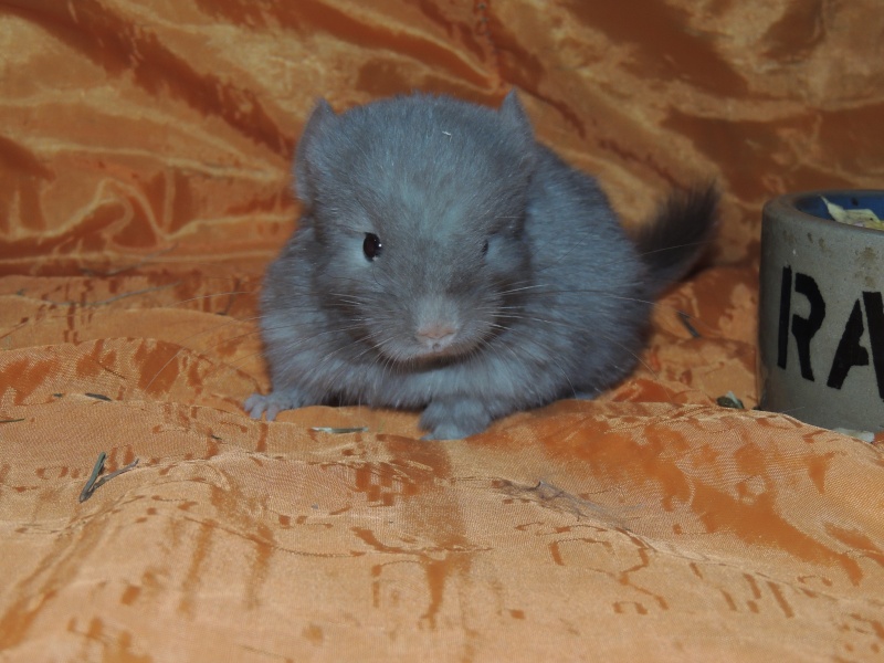 Je suis une fana gaga des chinchillas Dscn4510