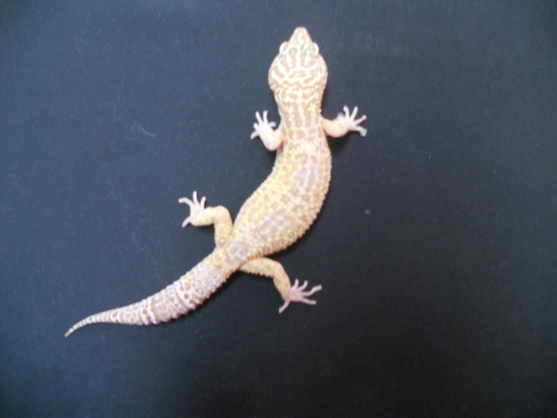 tulum, mon gecko, ma passion Dscn3712