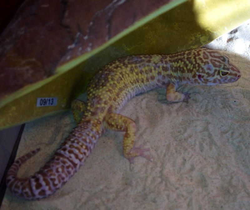 tulum, mon gecko, ma passion Photo_11
