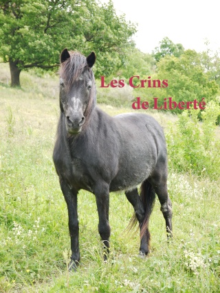 Dpt 63 - ELEGANTE, ponette contact Delphine -adoptée par Mr&Mme P (Juin2014) 21mai211