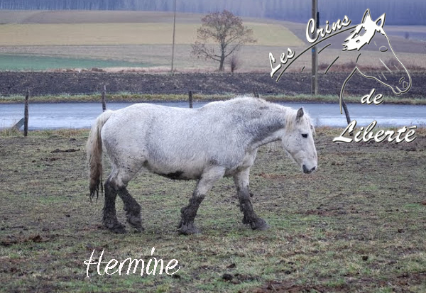 Dep 63, Hermine, jument percheronne  adoptée par Peter ! (Mars 2014) Hermin15