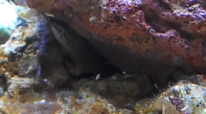 poisson intrus !! Piti_p13