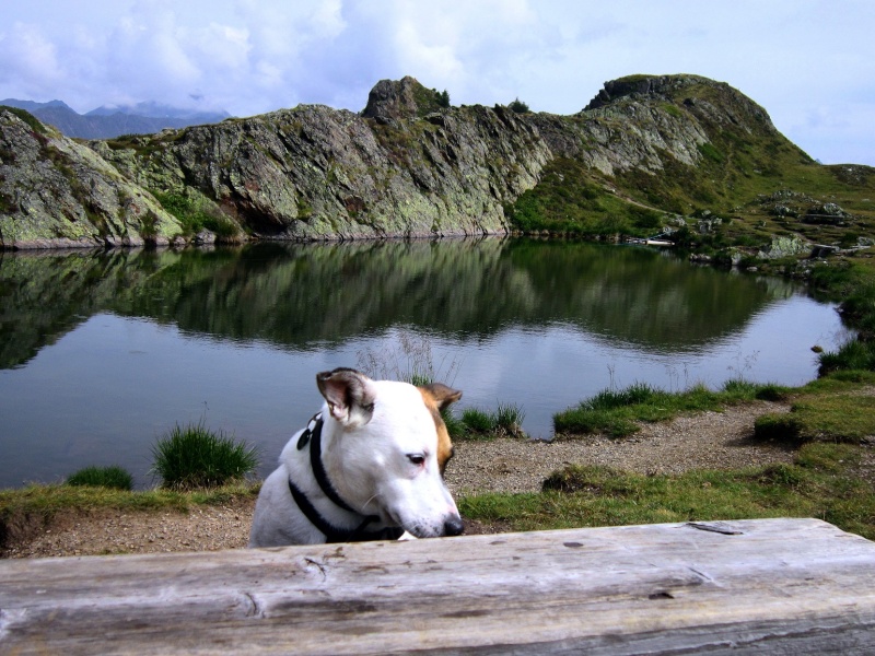 Tour: Dreiohr-Hund Carla hoch überm Pustertal (2436m) Hochra15