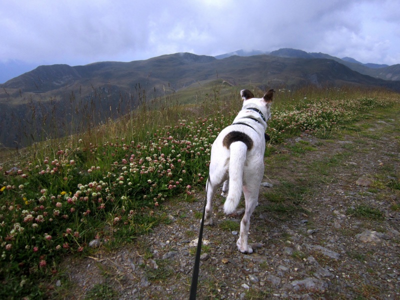 Tour: Dreiohr-Hund Carla hoch überm Pustertal (2436m) Hochra17