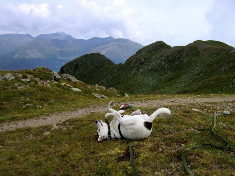 Tour: Dreiohr-Hund Carla hoch überm Pustertal (2436m) Hochra18