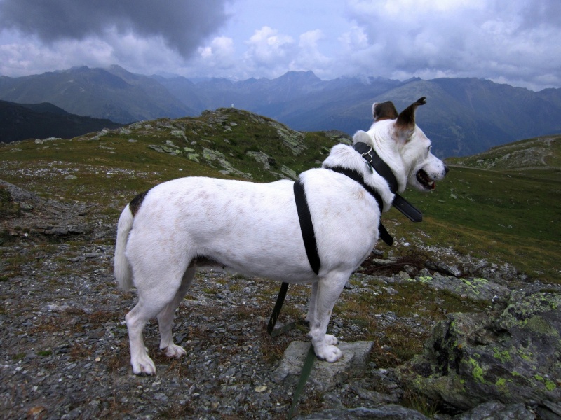 Tour: Dreiohr-Hund Carla hoch überm Pustertal (2436m) Hochra23