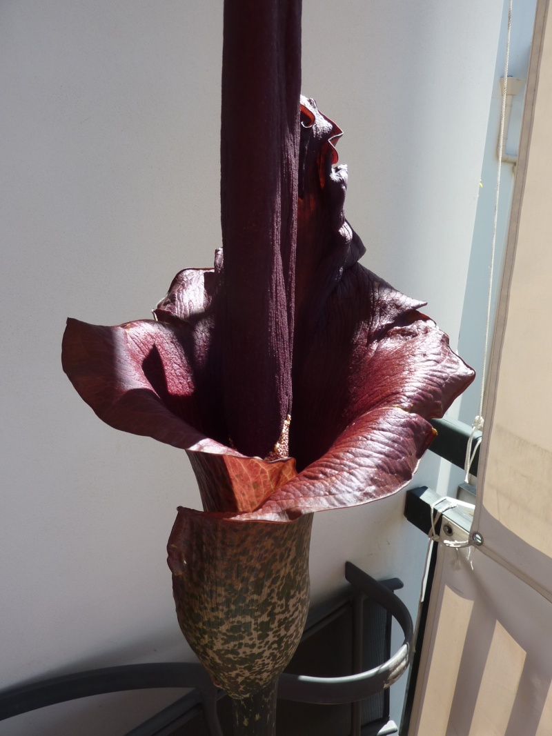 Amorphophallus Konjac et Bulbifer - Page 6 P1050915