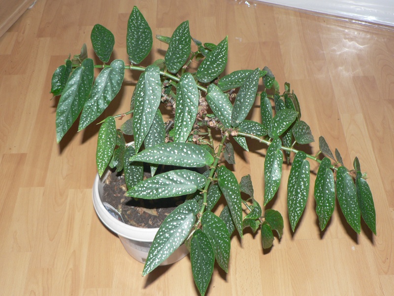 Begonia maculata et horticoles - bégonia bambou P1020510