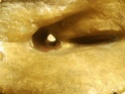 art deco experimental Modell Figure Bronze / Gold with Aliminium Head HELP Dsci1811