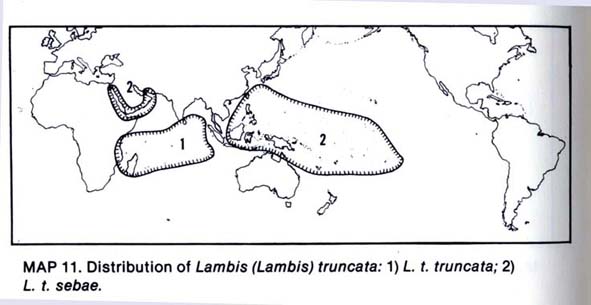 Lambis_truncata_truncata_(Lightfoot_1786)_&_Lambis_lambis_(Linnaeus_1758) Aire_d14