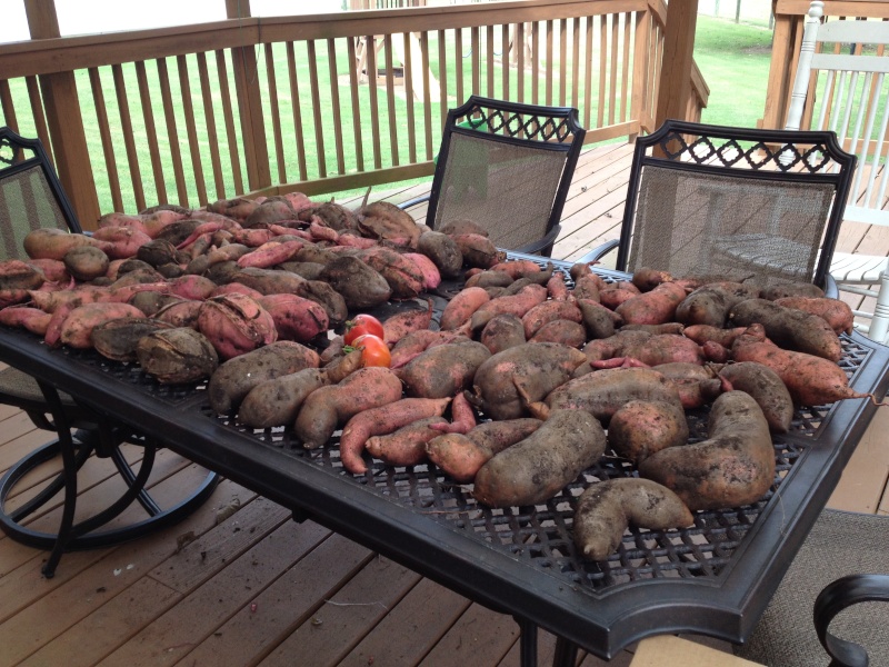 My fresh sweet potatoes! Spuds12