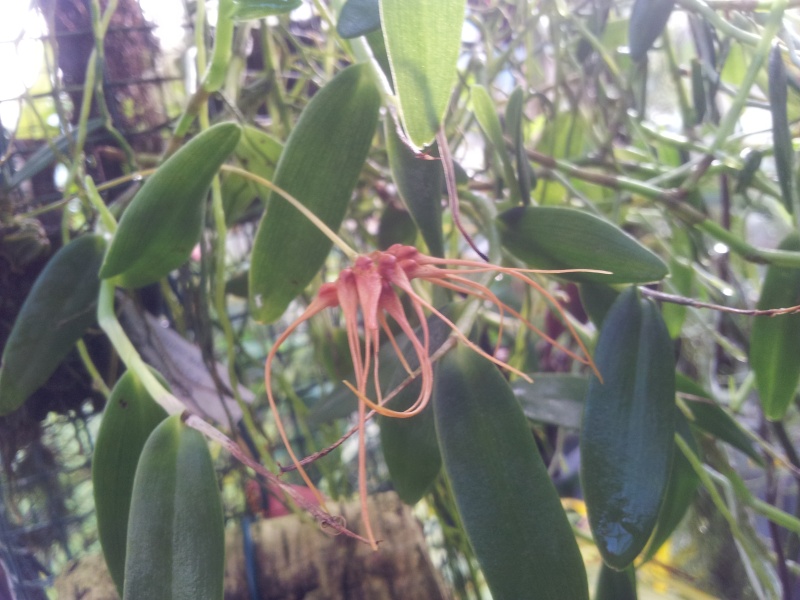 Bulbophyllum sp 20131014