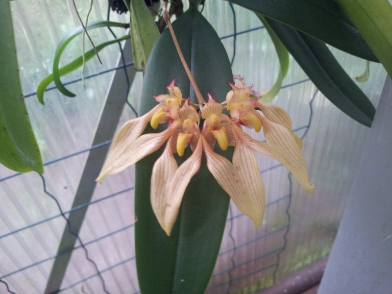 Bulbophyllum annandalei. Bulbop10