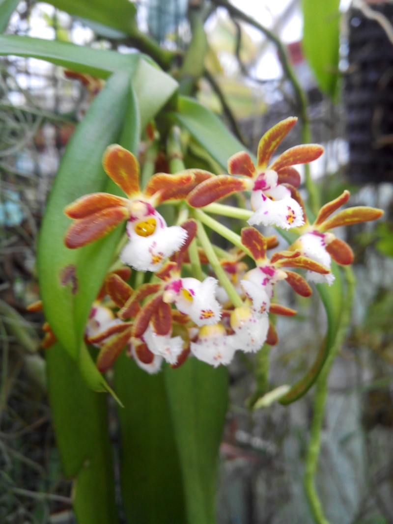 Gastrochilus acutifolius Img_2015