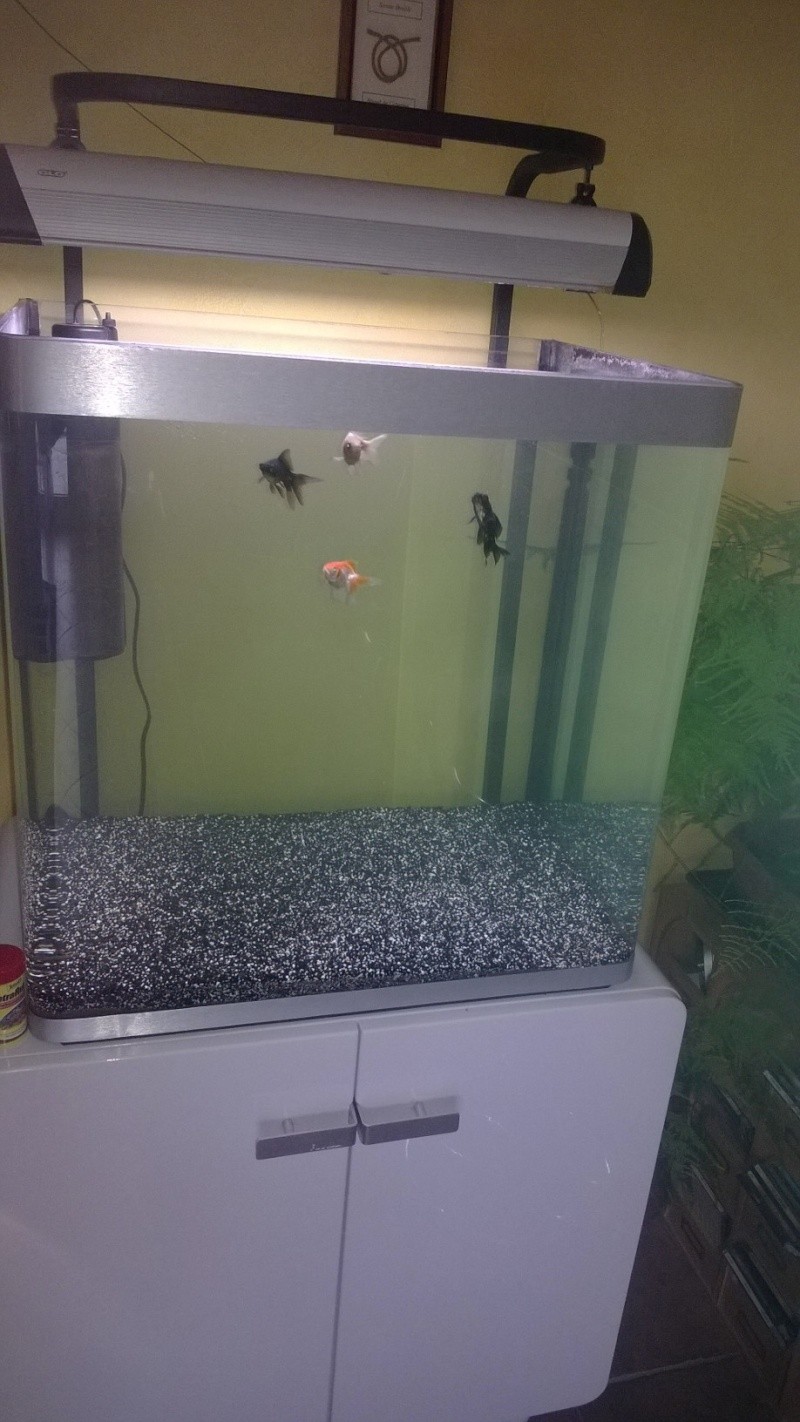 Aquarium eau froide 150L poissons rouge
