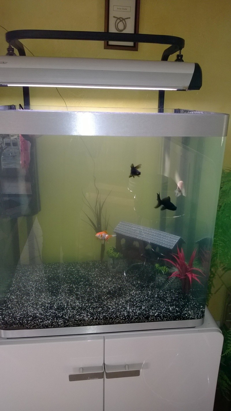 Aquarium eau froide 150L poissons rouge
