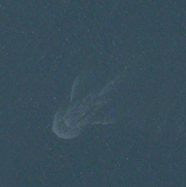 Monstrous discovery on Apple Maps: Nessie is back Monste10