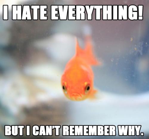 "When Bettas Flare" (A Meme Topic - You Laugh, You Lose) Angry-10