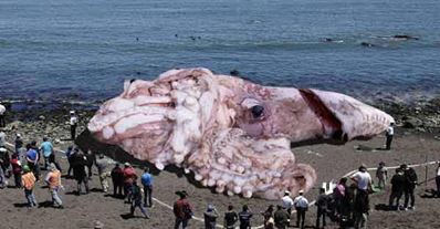 ظهور سمكة غريبة طولها 48 متر تثير الرعب في شواطئ كاليفورنيا Ououuo10