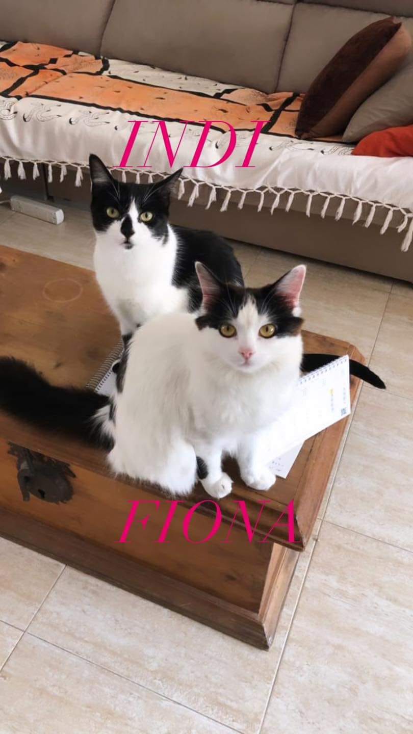 [ADOPTION DOUBLE] INDI & FIONA - NOIRES ET BLANCHES - ES (CZ-AG) ~ 2a05b710