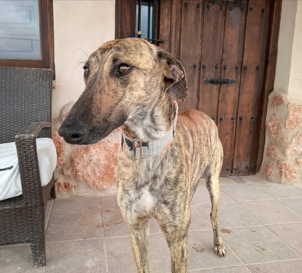 DENVER - GALGO - BRINGÉ - ES (SA)  4594bd10