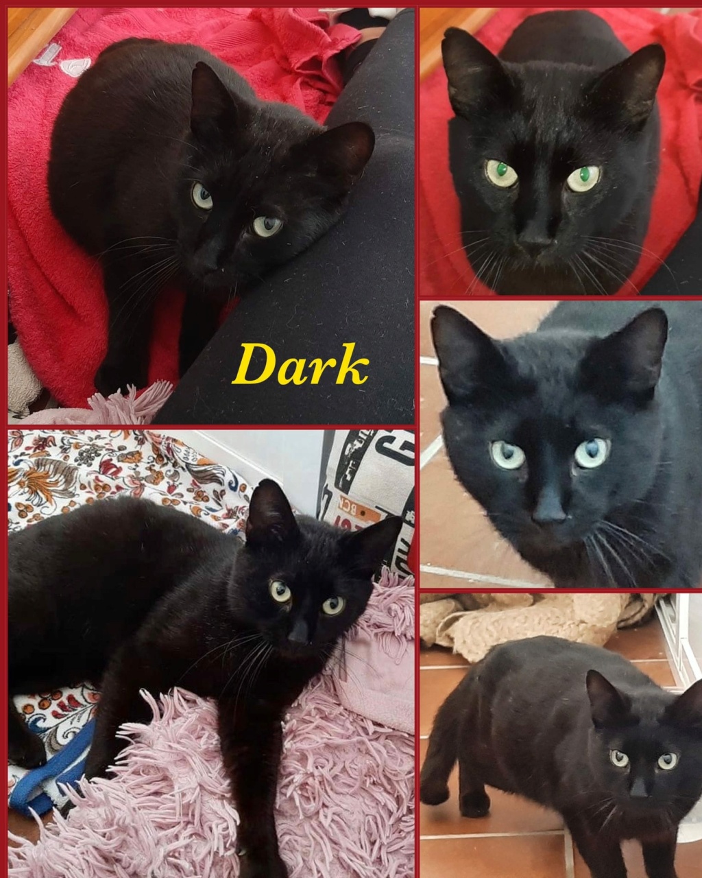 {ADOPTION DOUBLE} DARK (NOIR) & STELLA (GRISE) - ES (CZ-ML)  71d53e10