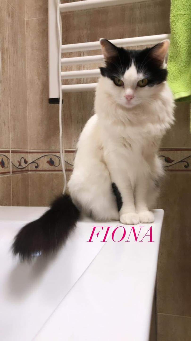 [ADOPTION DOUBLE] INDI & FIONA - NOIRES ET BLANCHES - ES (CZ-AG) ~ 7cf98f10