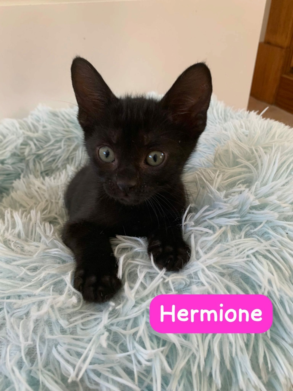 HERMIONE - NOIRE - ES (CZ-EL) ✓  97af0710