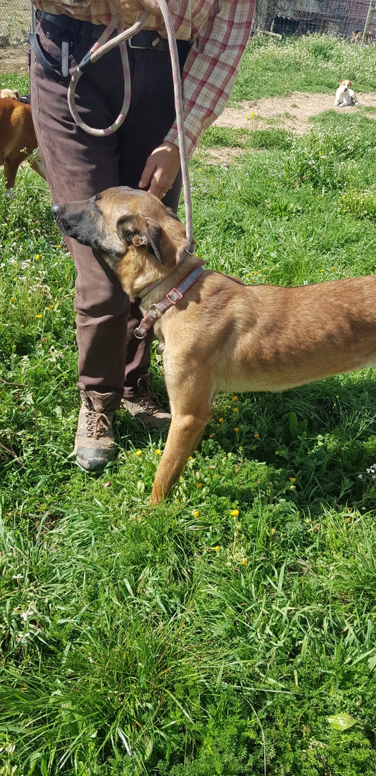 MALI - BERGER BELGE MALINOIS - ES (MN) ✓ 9948ec10