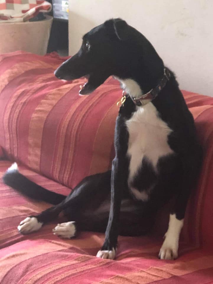 LILA - CROISEE GALGO - ACTUELLEMENT DANS LE DPT 89 C688b910