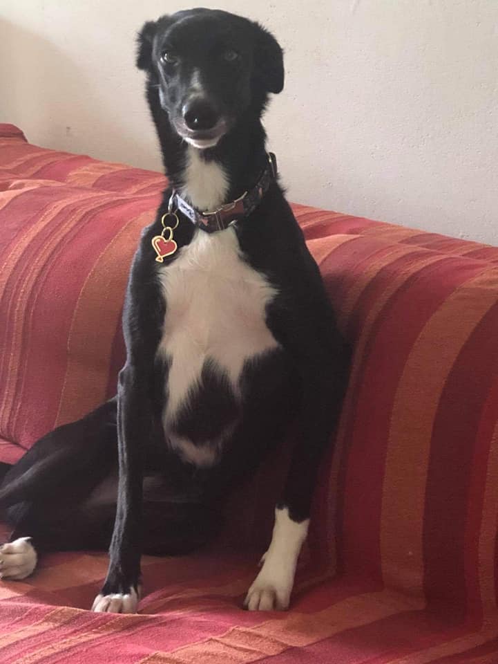 LILA - CROISEE GALGO - ACTUELLEMENT DANS LE DPT 89 E6d29c10