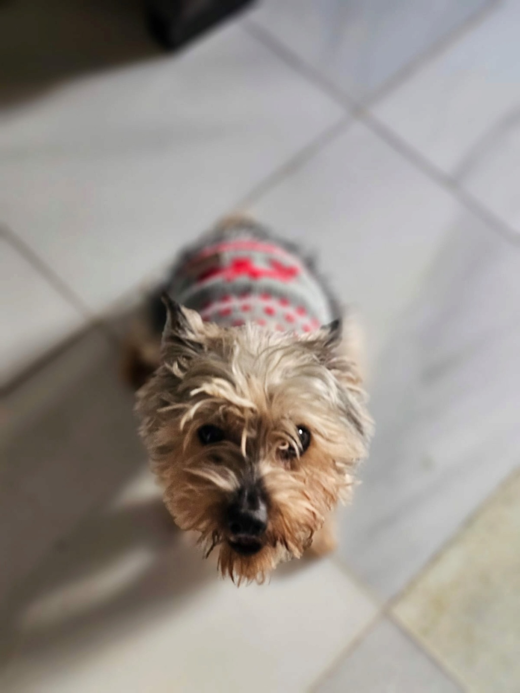 OLIVER - X YORKSHIRE TERRIER - ES (MN)  Img_1865