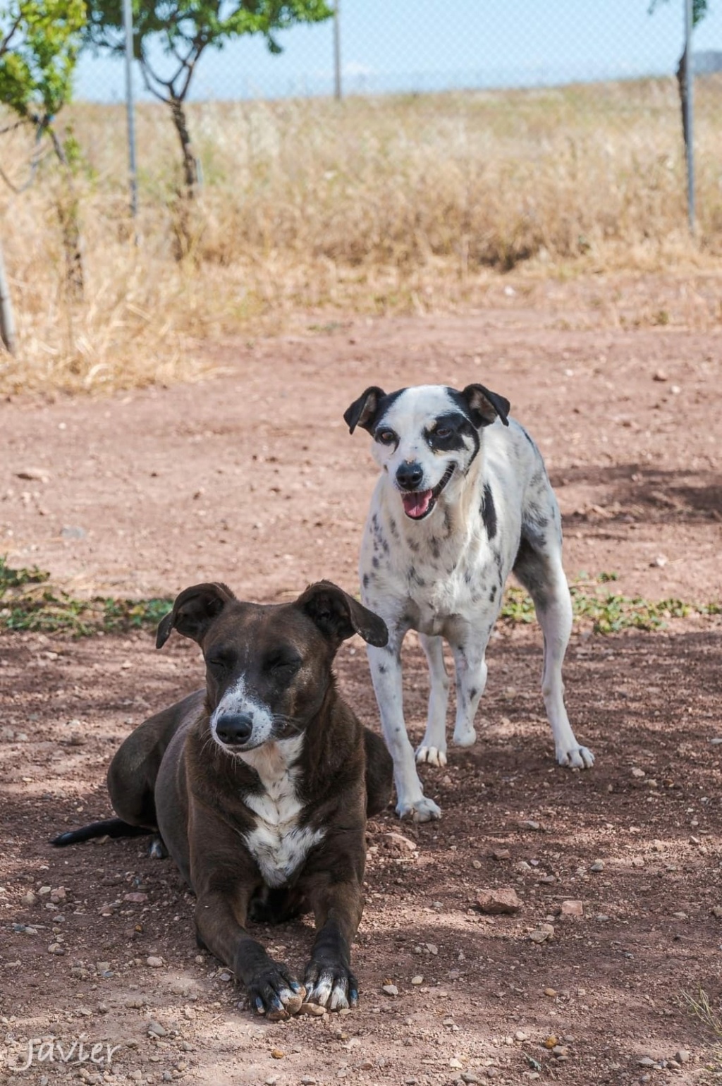 syrah - [ADOPTION DOUBLE] SYRAH et AIREN - BODEGUERO - ES (EV) ✓ Img_2572