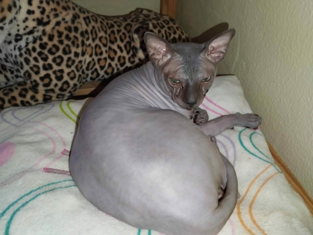 YODA - SPHYNX - ES (CZ-AG)  Img_3123