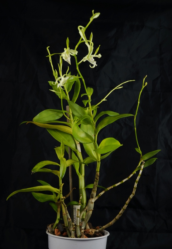 Dendrobium antennatum _dsc1513
