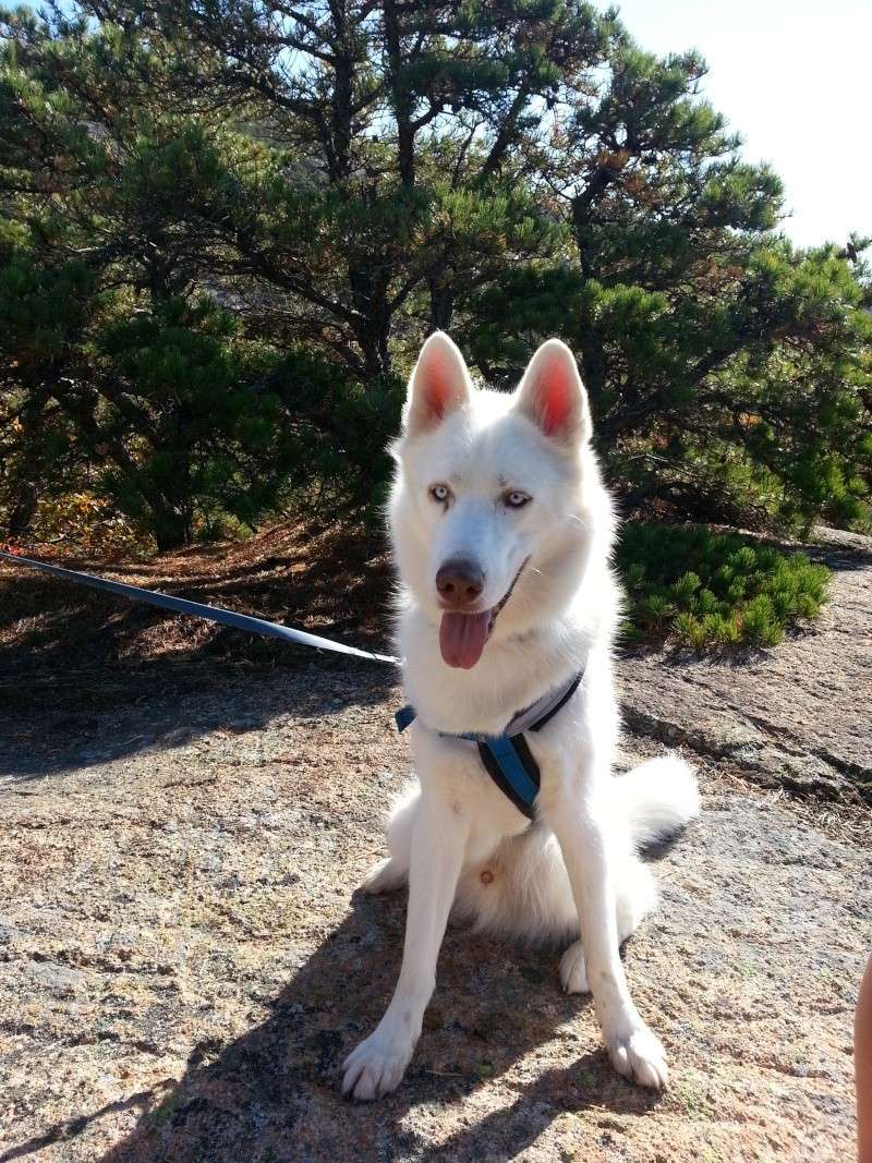 All white huskies, then and now pics please! 20131016