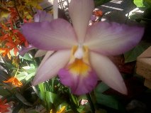 The Atlanta Botanical Gardens - Photos Orchid10