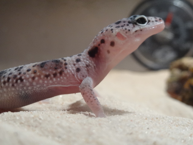 Mes petit gecko ! 03110