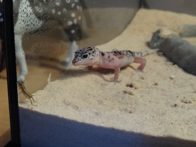 Mes petit gecko ! 07411