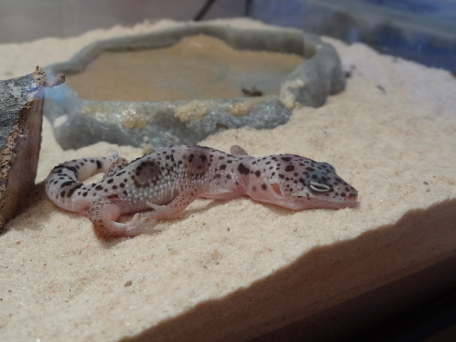 Mes petit gecko ! 08411