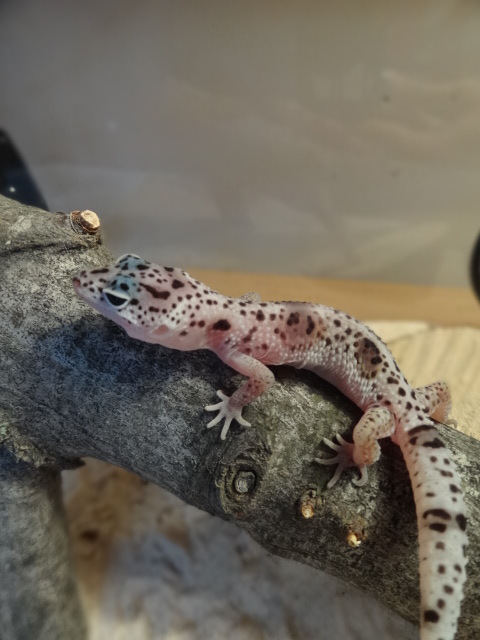 Mes petit gecko ! 09310
